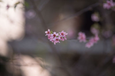 Close-up of pink cherry blossoms