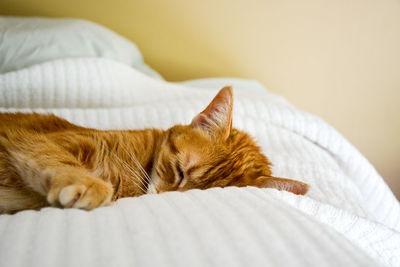 Close-up of cat sleeping