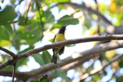 Low angle view of bird perching on branch