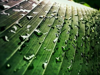 Close-up of wet banana leaf during rainy season