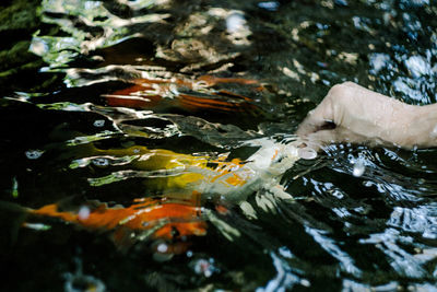 High angle view of fish swimming in lake