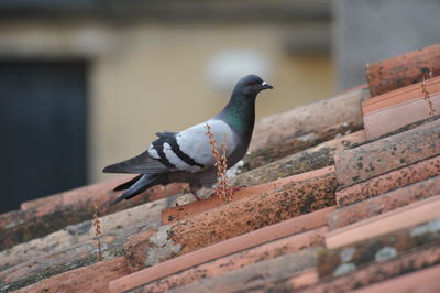 Pigeon on roof