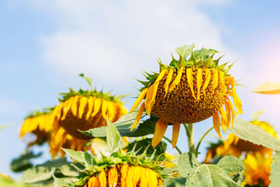 Close-up of sunflower on plant