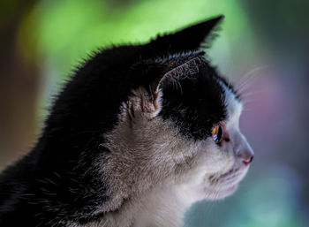 Close-up of cat looking away