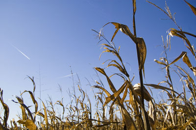Low angle view of plants against clear blue sky