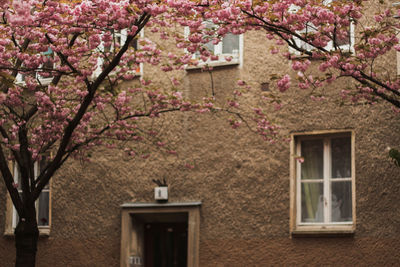 Pink cherry blossom tree by building