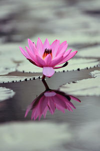 Close-up of pink water lily in lake