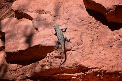 Close-up of lizard on rock