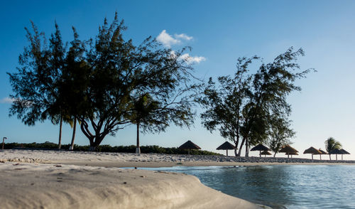 Trees on beach against clear blue sky