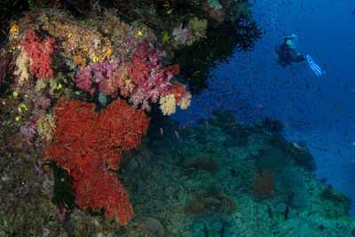 Scuba diving in sea