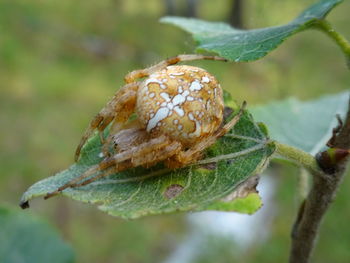 Close-up of insect on leaf