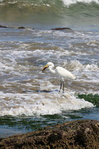 View of birds on beach
