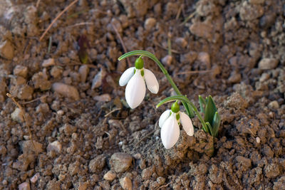 High angle view of small plant growing on field