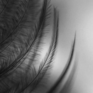 Full frame shot of feather