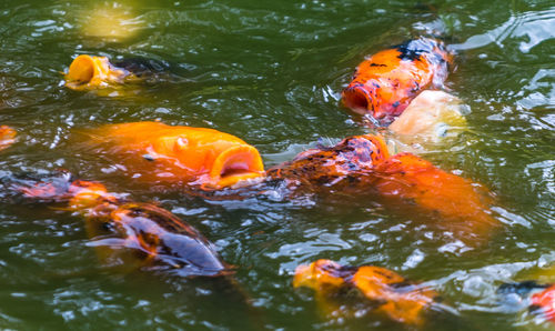 High angle view of koi carps swimming in lake