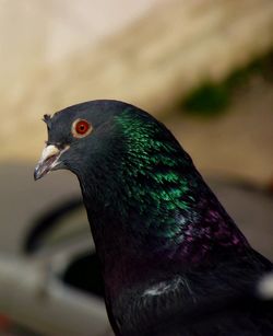 Close-up of a bird