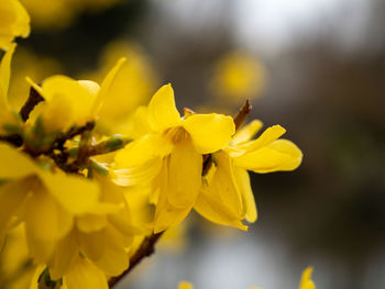 Close-up of yellow flowering plant