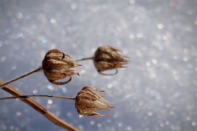 Close-up of wet leaves floating on water