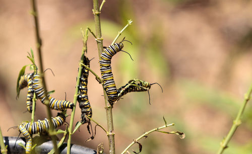 Close-up of insect on plant