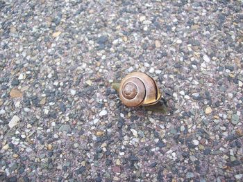High angle view of snail on pebbles