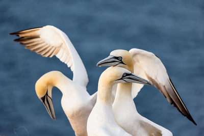 Close-up of bird