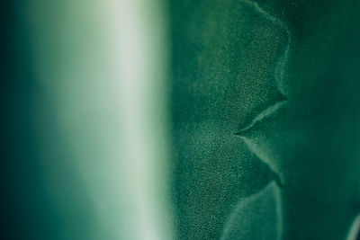 Close-up of green leaf