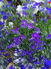 Close-up of purple flowering plants