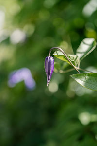 Purple clematis on a natural green background.