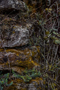 Close-up of moss growing on rock
