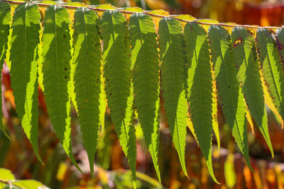 Close-up of fern leaves