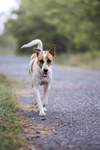 Dog running on road