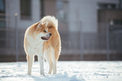 Dog looking away while standing on snow