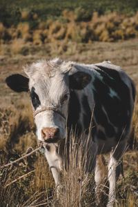 Portrait of a horse on field