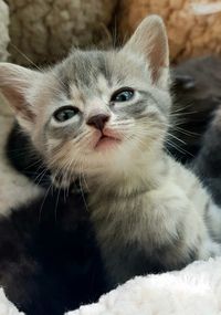 Close-up portrait of a cat