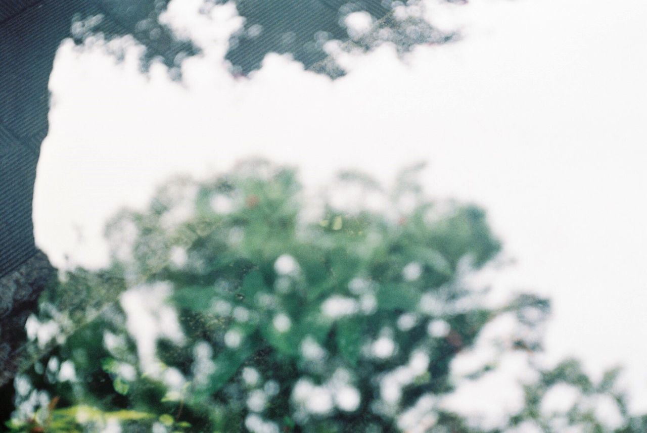 growth, sky, low angle view, focus on foreground, nature, selective focus, close-up, tree, beauty in nature, plant, day, tranquility, outdoors, green color, no people, fragility, freshness, cloud - sky, leaf, weather