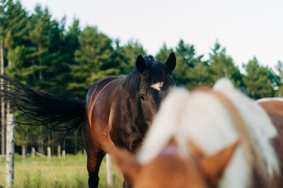 Horse in a field