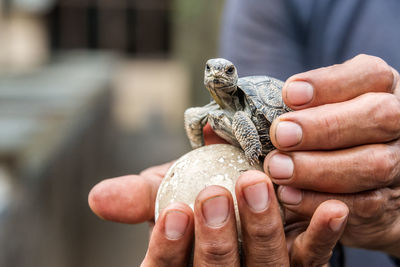 Midsection of person holding young tortoise and egg