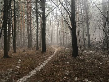 Trees in forest