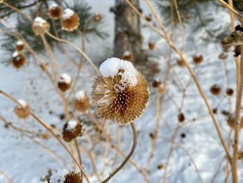 Close-up of wilted flower during winter