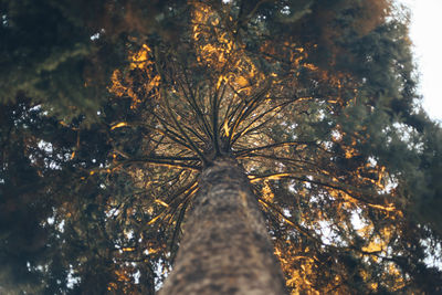 Low angle view of tree against sky