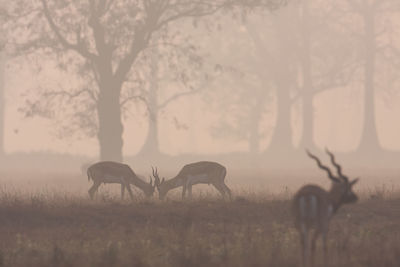 Horses in a field