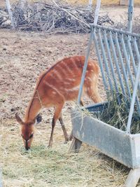 High angle view of deer on field