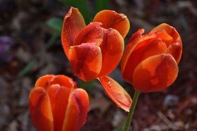 Close-up of orange fruit on field