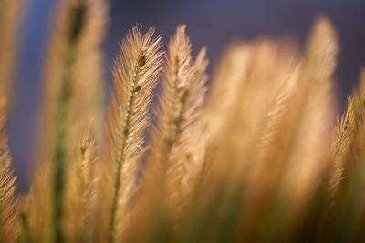 Close-up of stalks against blurred background
