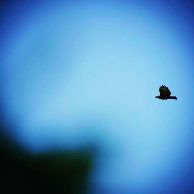 copy space, clear sky, blue, animal themes, bird, animals in the wild, one animal, wildlife, low angle view, flying, nature, beauty in nature, silhouette, dusk, outdoors, tranquility, no people, mid-air, day, full length