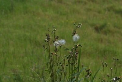 Close-up of plant growing on field