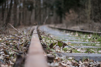 Surface level of railroad track in forest