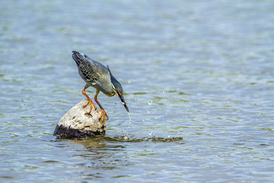 Close-up of bird