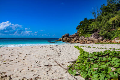 Scenic view of beach against blue sky