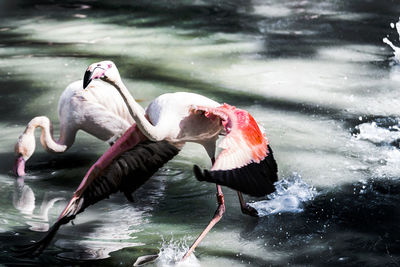 View of birds drinking water